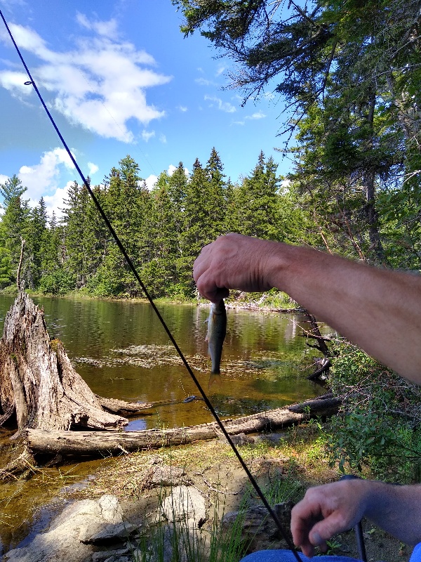 Small fry in Rangeley