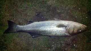 Striped Bass