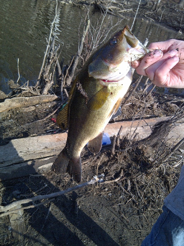 largemouth bass